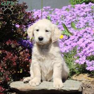 Rex, Goldendoodle Puppy